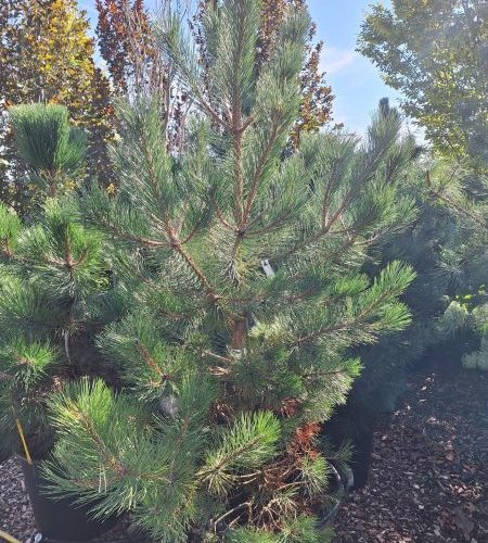 Pinus Nigra Nigra