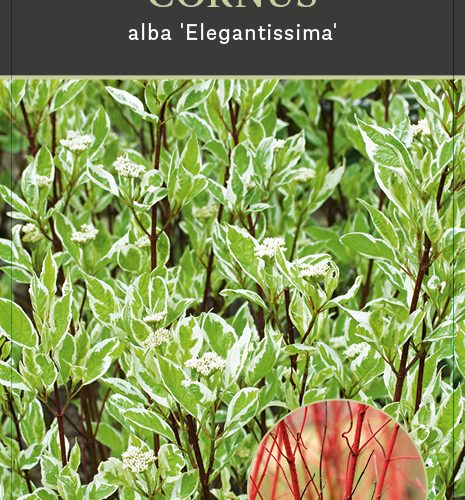 Cornus Alba 'Elegantissima'