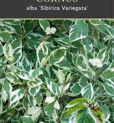 Cornus Alba Sibirica Variegata