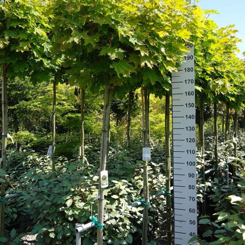 acer globosum