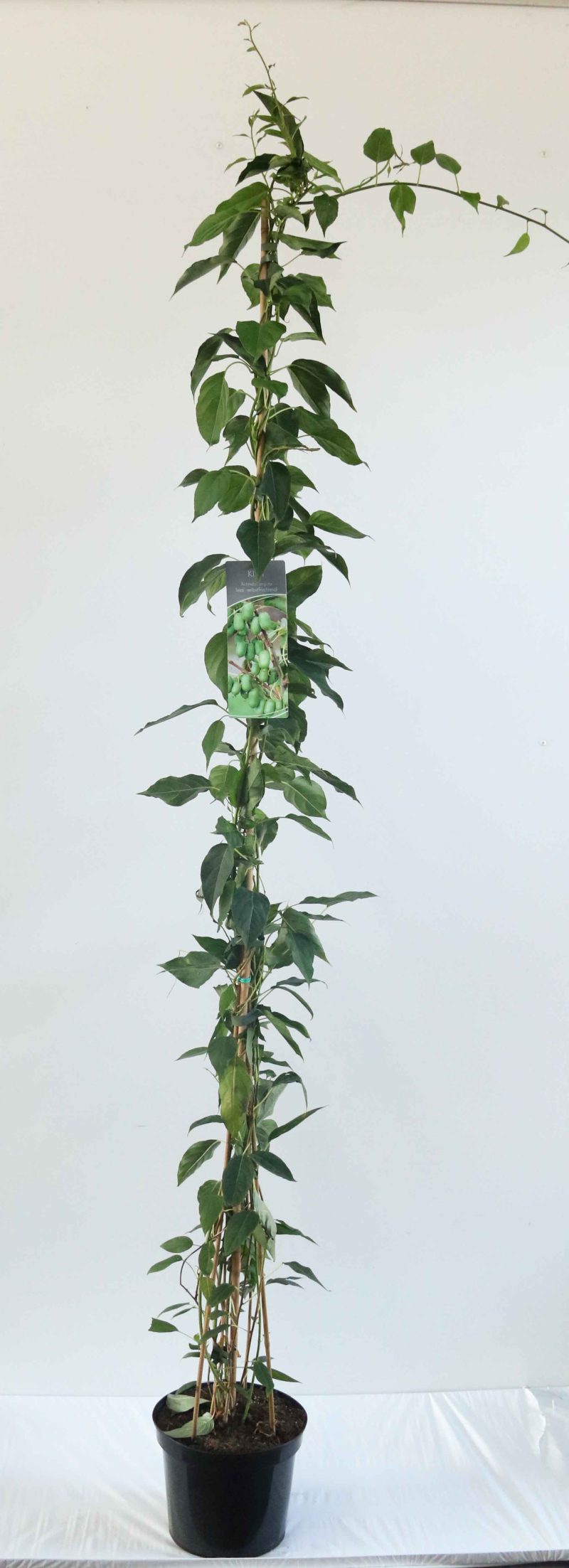 Actinidia arguta 'Issai'