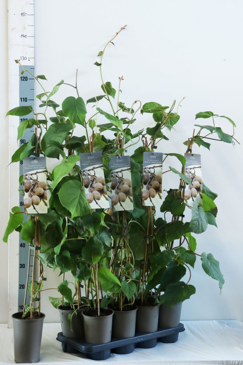 Actinidia deliciosa 'Boskoop'