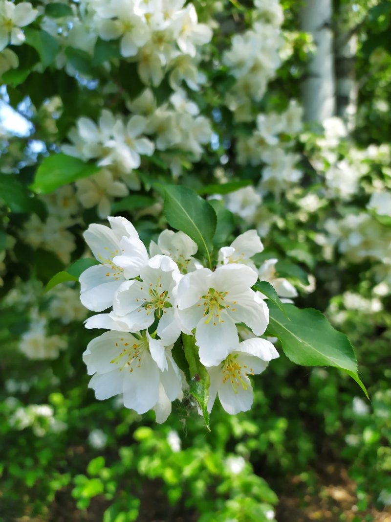 Philadelphus 'Lemoinei'