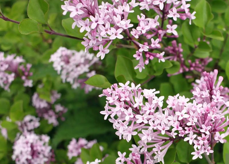 Syringa Meyeri 'Palibin'
