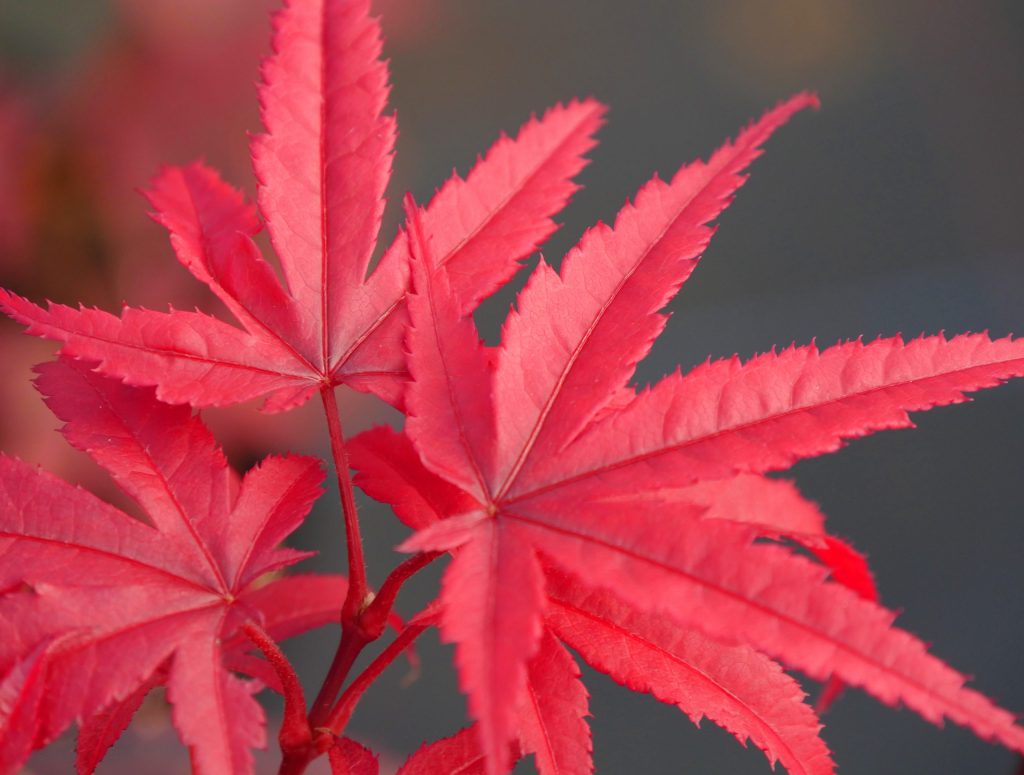 Acer palmatum Pixie