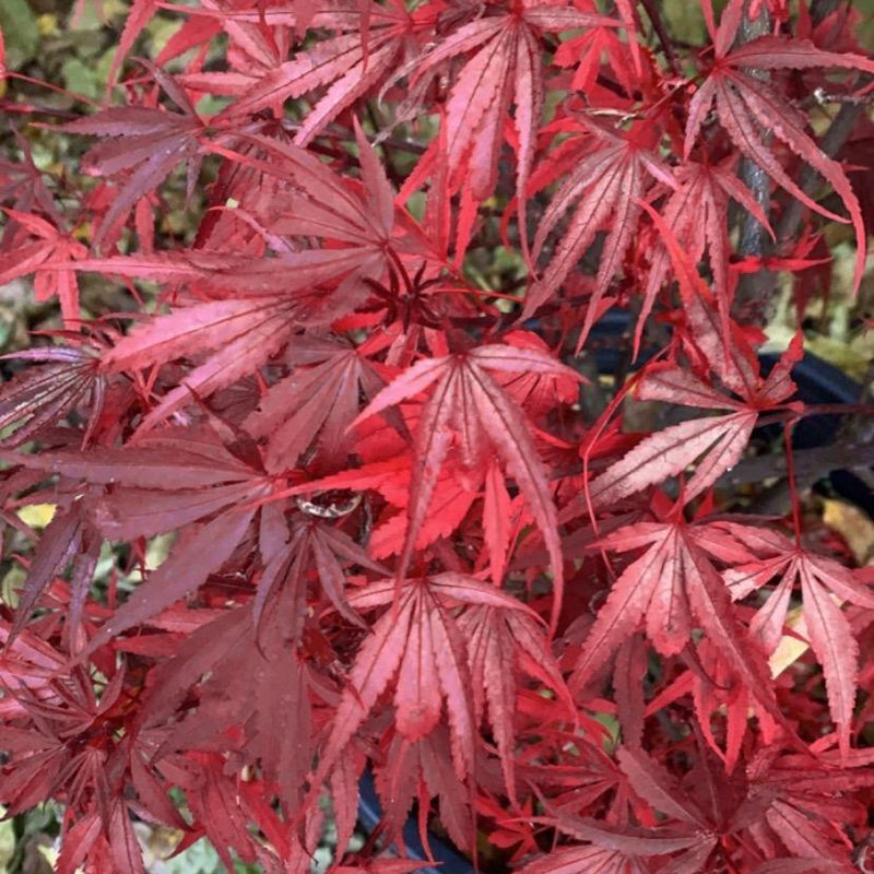 Acer palmatum shaina blad