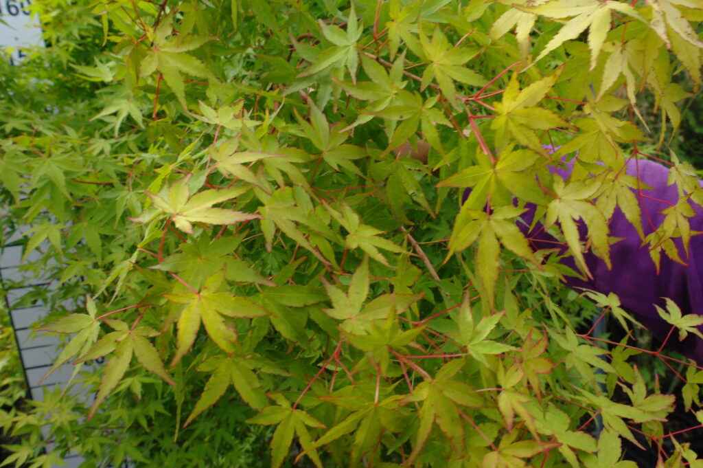 Acer Palmatum 'Katsura'