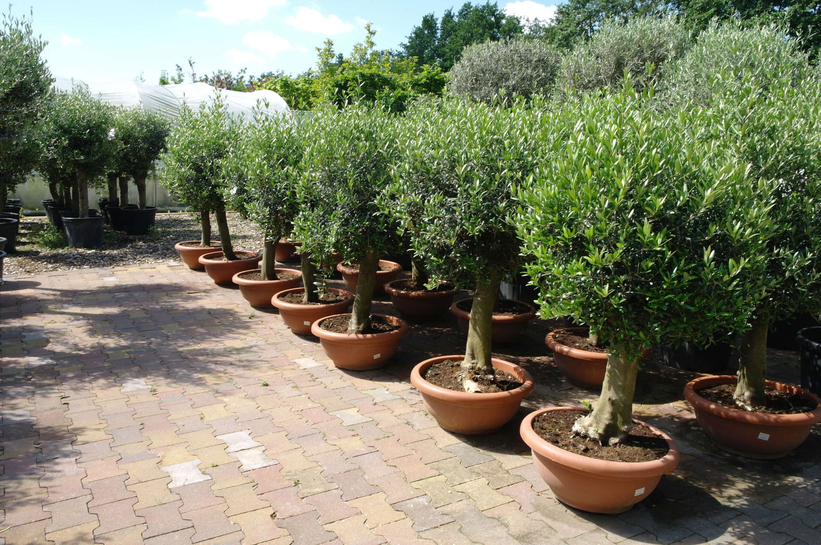 Olijfboom Olea Europea schaal 60cm