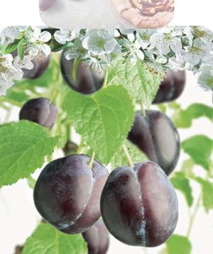 Prunus domestica 'Hauszwetsche' halfstam