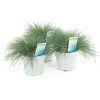 Festuca Glauca intens blue