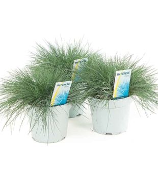 Festuca Glauca intens blue