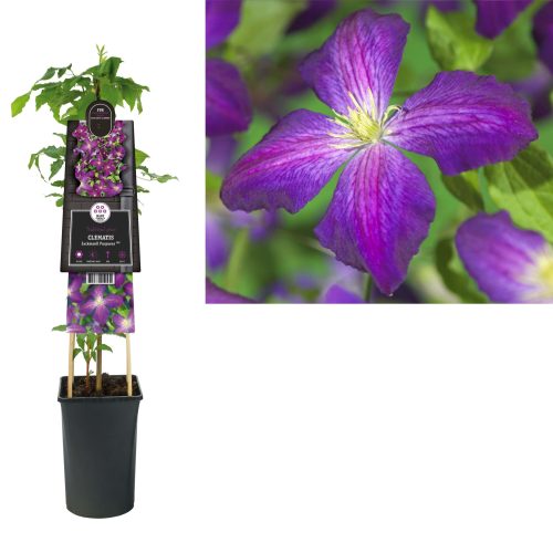 Clematis 'Jackmanii Purpurea' PBR