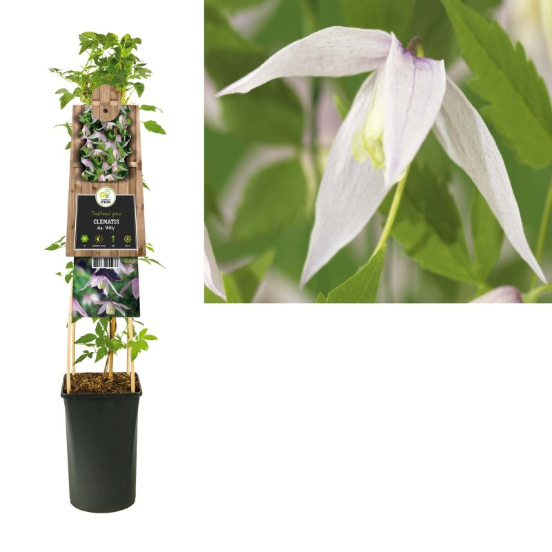 Clematis Alpina 'Willy'