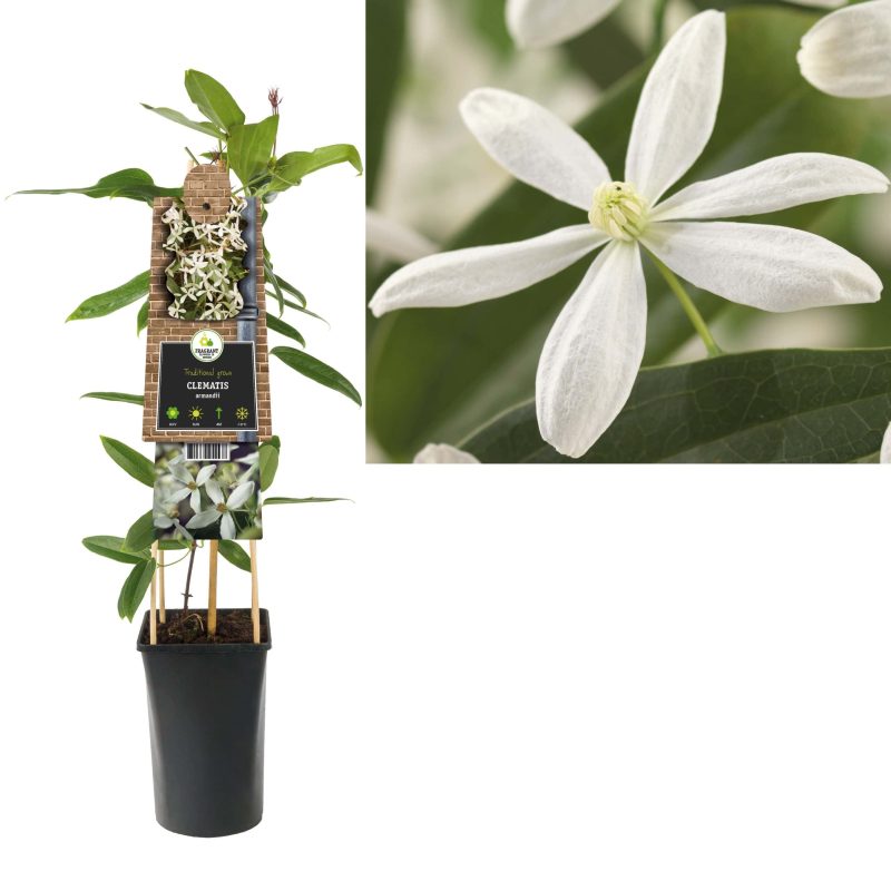 Clematis Armandii