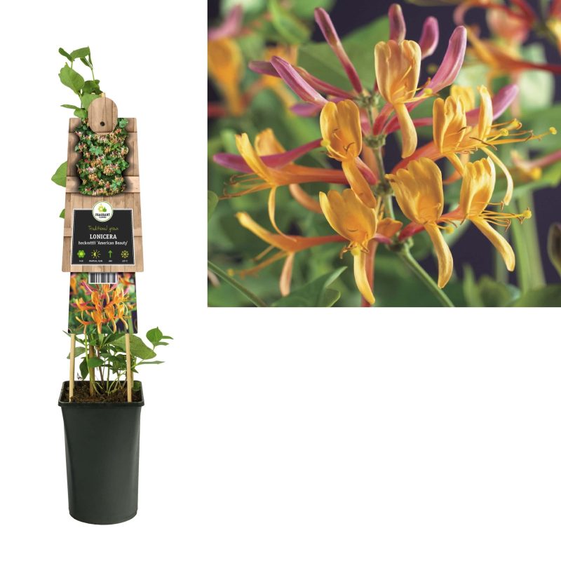 Lonicera Heckrotti 'Amercan Beauty' - Struikkamperfoelie