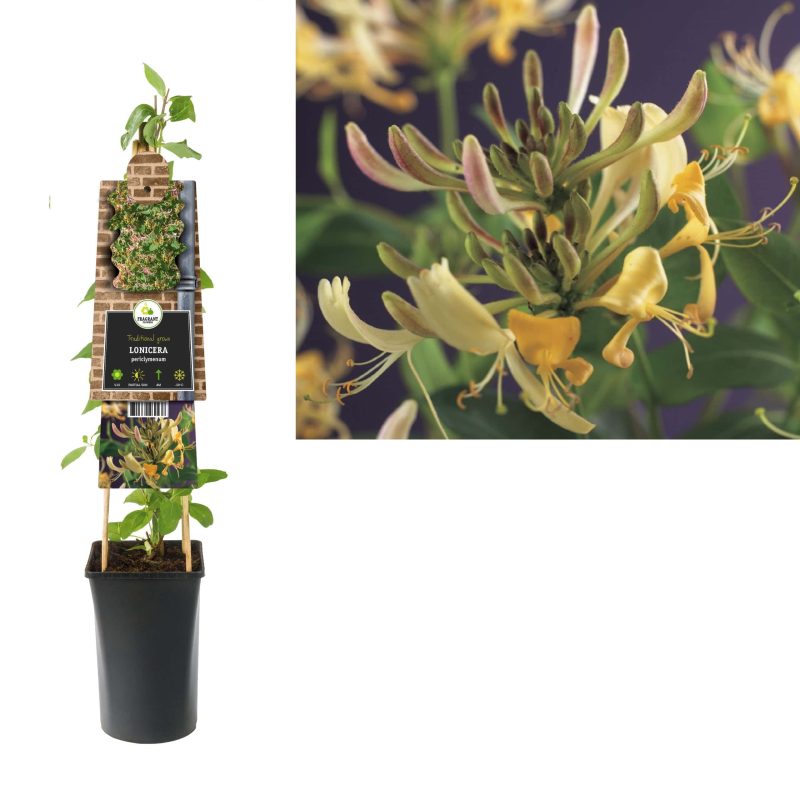 Lonicera Periclymenum - Struikkamperfoelie