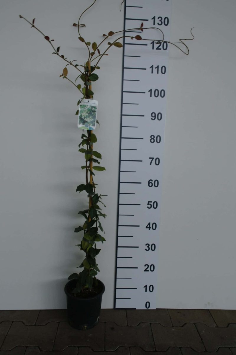 Trachelospermum asiaticum 'Angus'