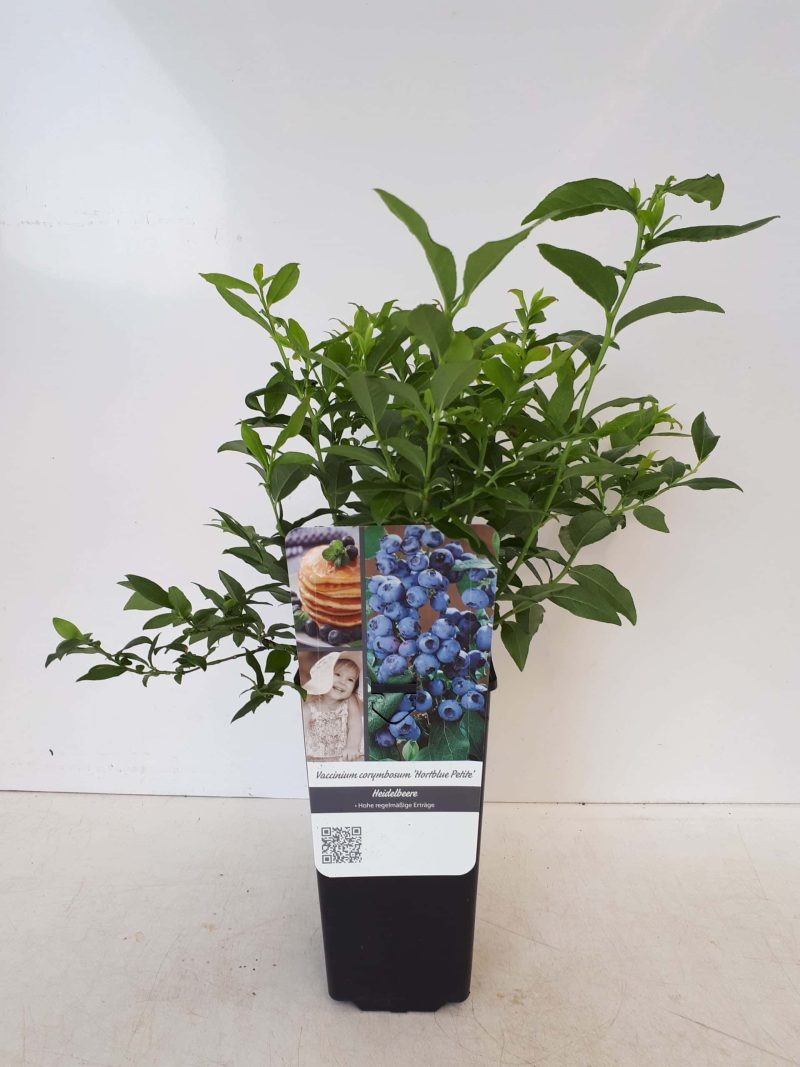 Vaccinium corybosum ‘Brigitta Blue’
