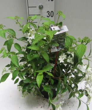Viburnum Plicatum 'Watanabe'