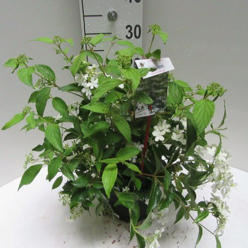 Viburnum Plicatum 'Watanabe'