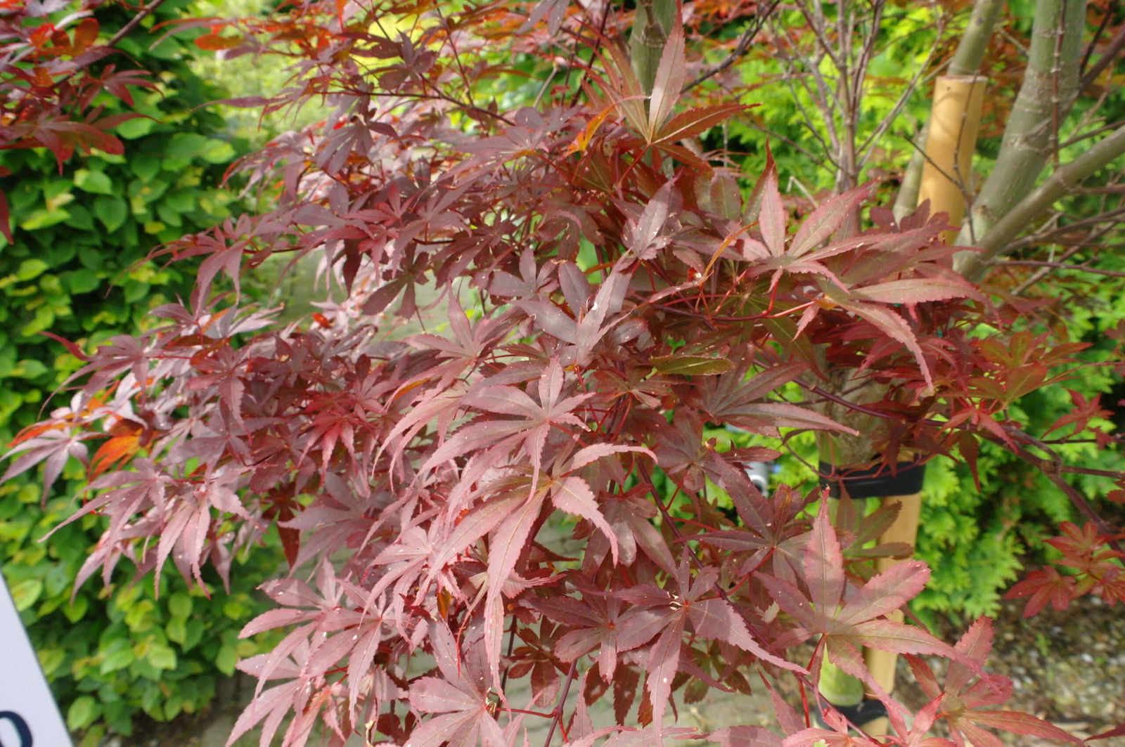 Acer Palmatum 'Skeeters Broom'