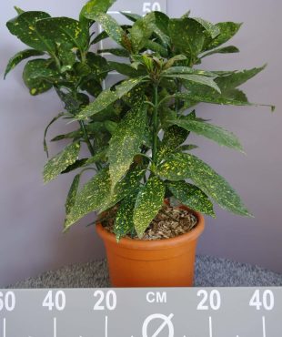 Aucuba Japonica 'Variegata'