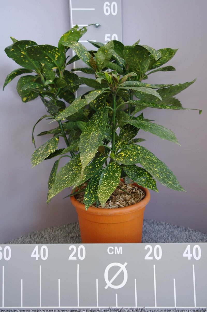 Aucuba Japonica 'Variegata'