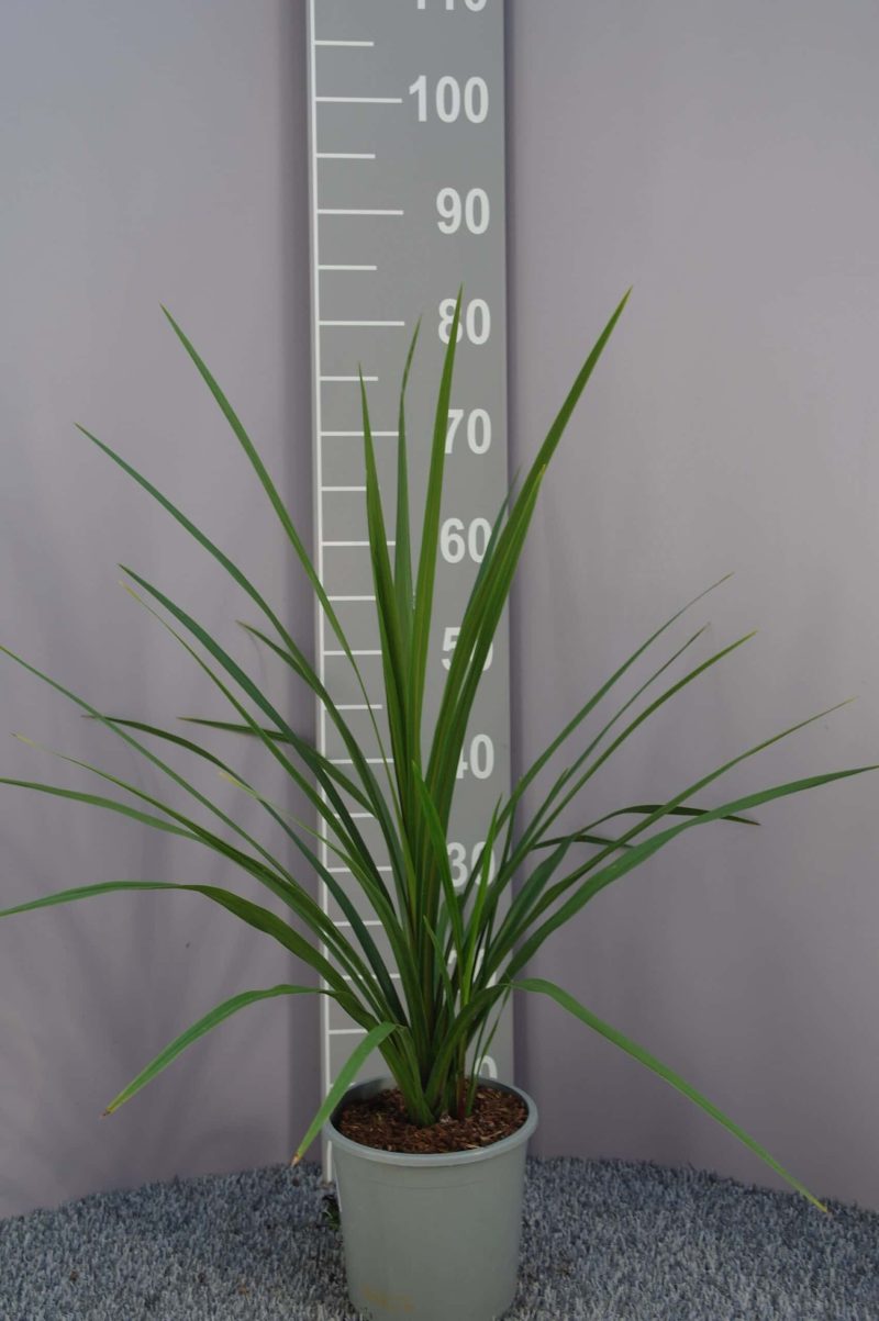 Cordyline Australis 'Green Star'