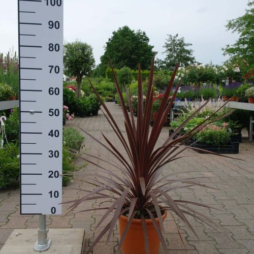 Cordyline Red Star