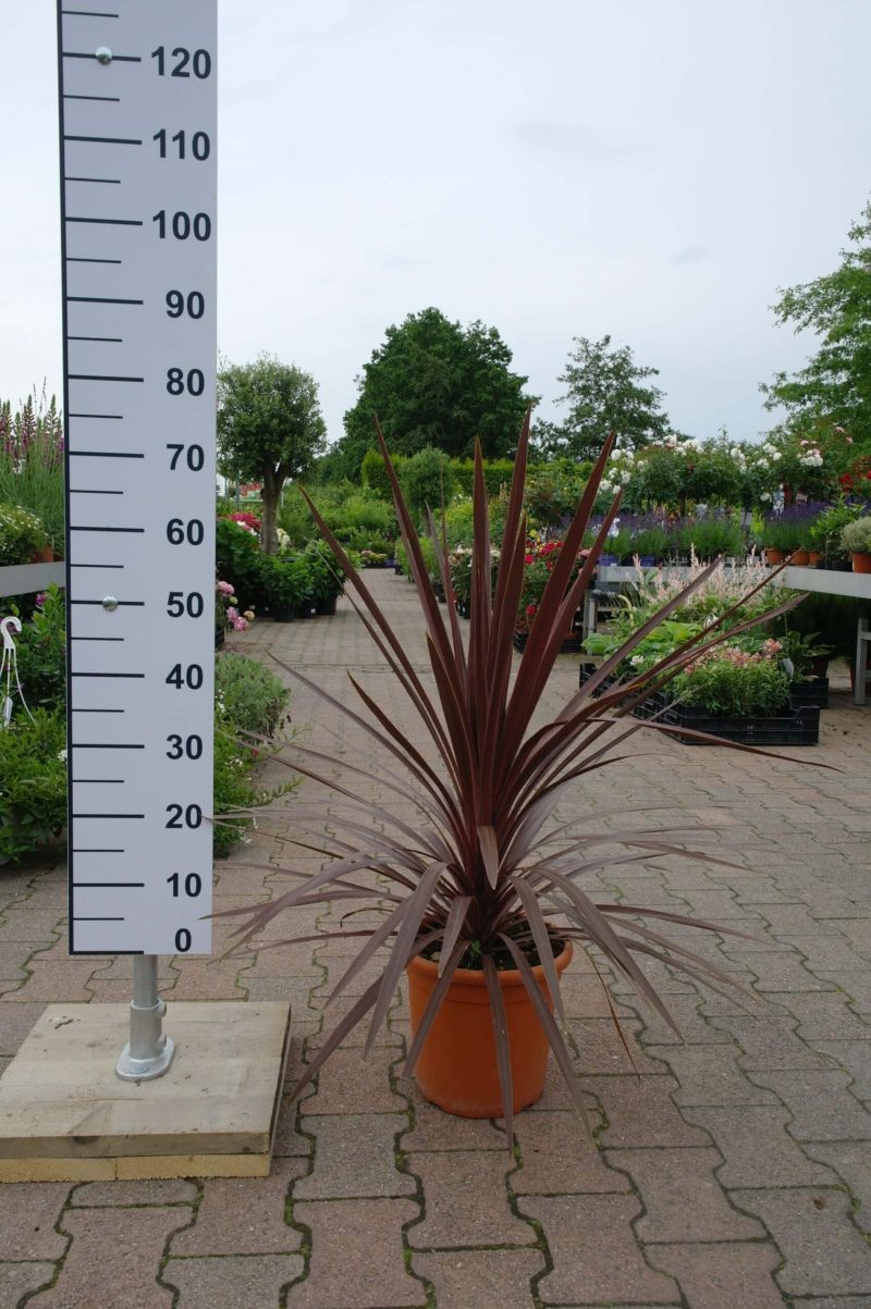 Cordyline Red Star