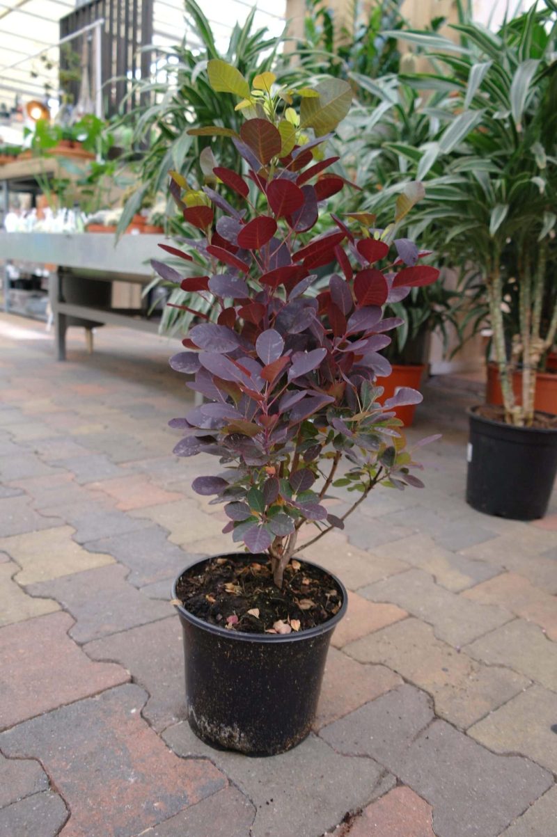 Cotinus Royal Purple