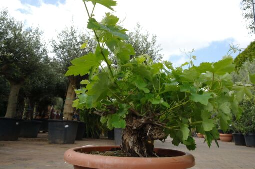 Vitis Vinifera - druivenrank bonsai