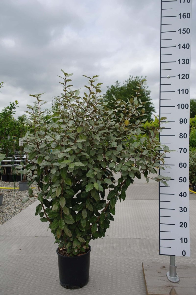 Elaeagnus Ebbingei 'compacta' struik 90-100 cm
