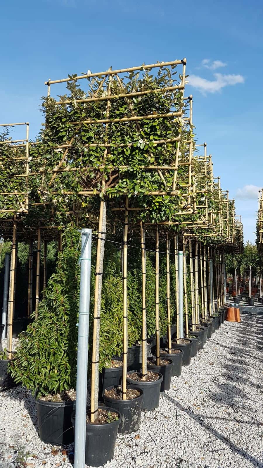 Elaeagnus Ebbingei leirek op stam
