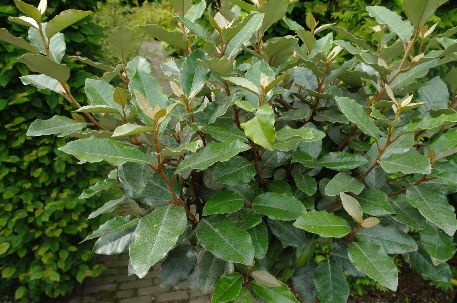 Elaeagnus Ebbingei compacta op stam 140 cm stam