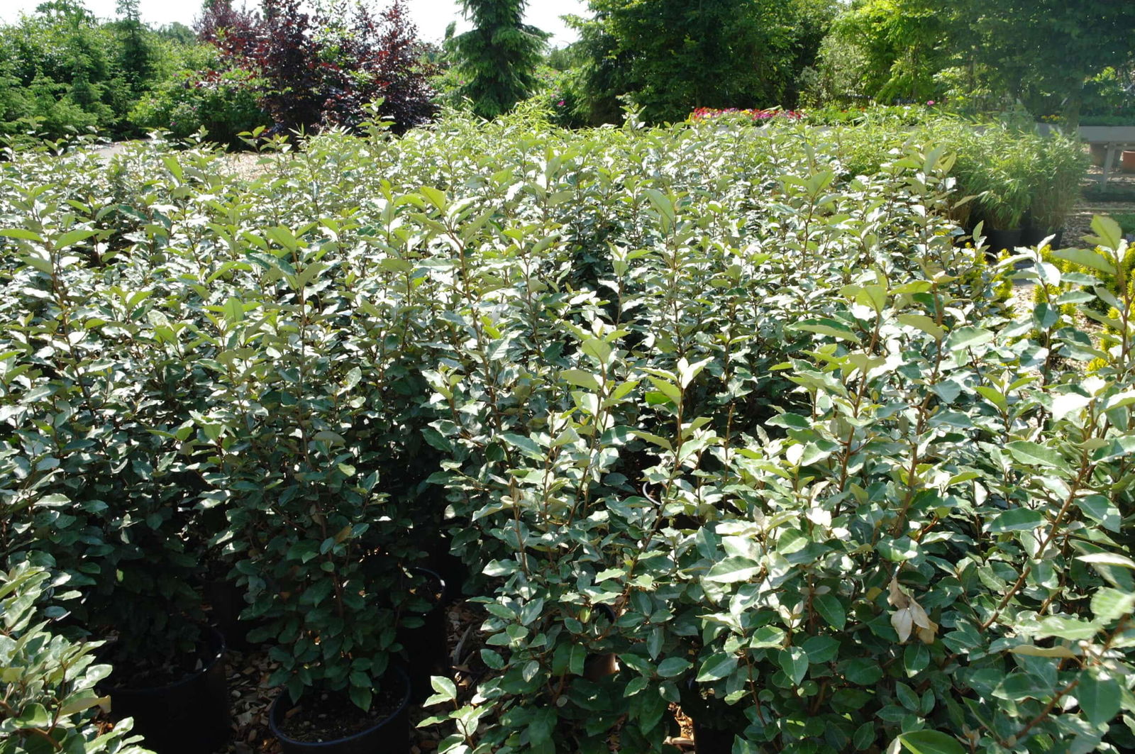 Elaeagnus Ebbingei 'compacta' struik 100 cm