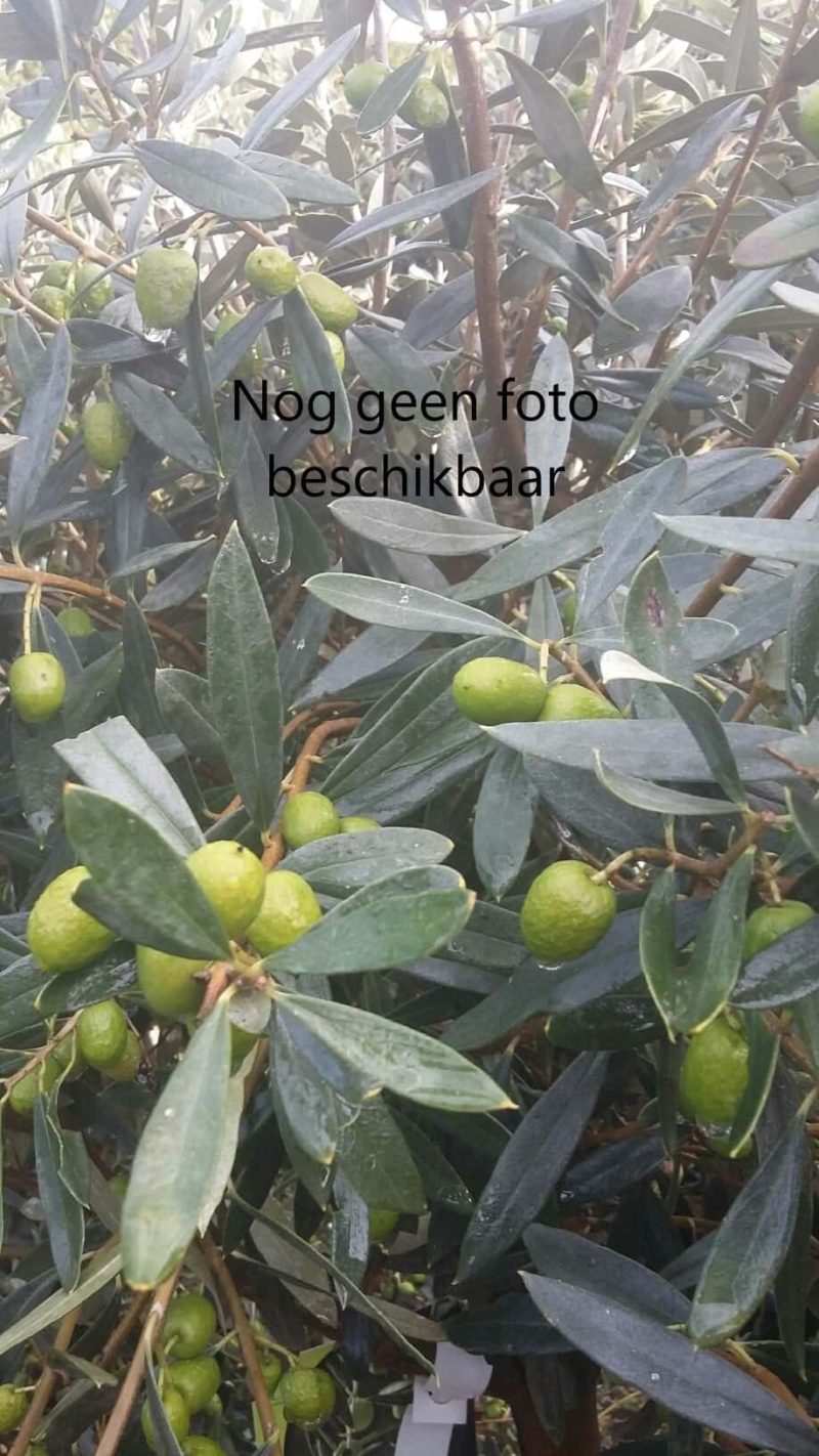 Prunus Cerasifera 'Pissardii' Nigra