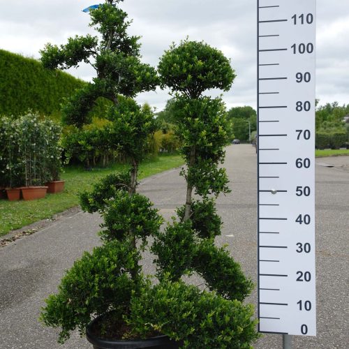 Japanse Hulst (Ilex Crenata 'Kinme')