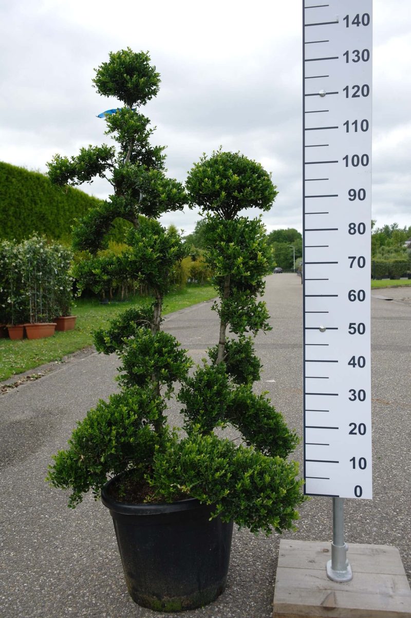 Ilex Crenata kinme