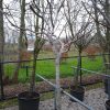 Juglans Regia - walnoot