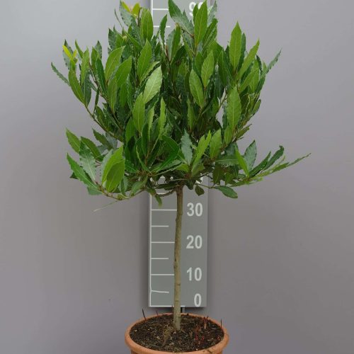 Laurus Nobilis op stam - Keukenlaurier