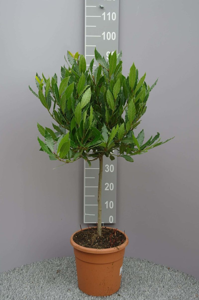 Laurus Nobilis op stam - Keukenlaurier