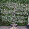 Prunus dom. 'Reine Claude d'oullins' leiboom