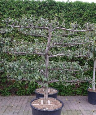 Prunus dom. 'Reine Claude d'oullins' leiboom