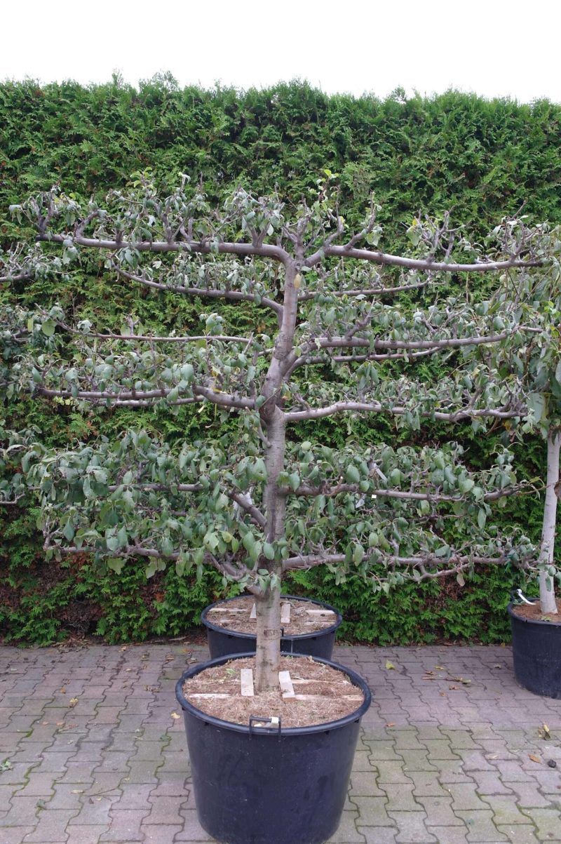 Prunus dom. 'Reine Claude d'oullins' leiboom