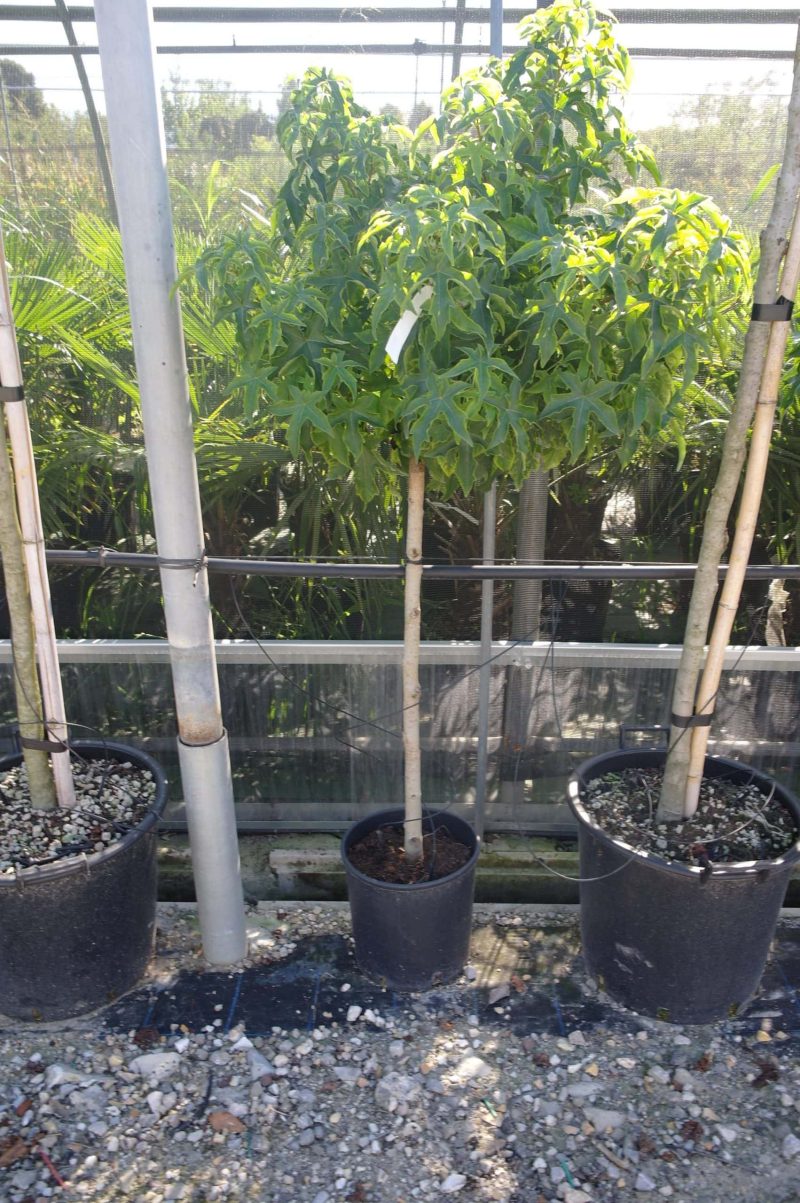 Liquidambar Styraciflua Gumball halfstam