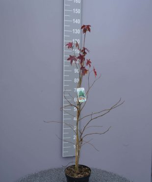 Liquidambar styraciflua