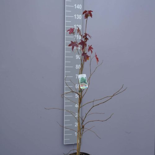 Liquidambar styraciflua