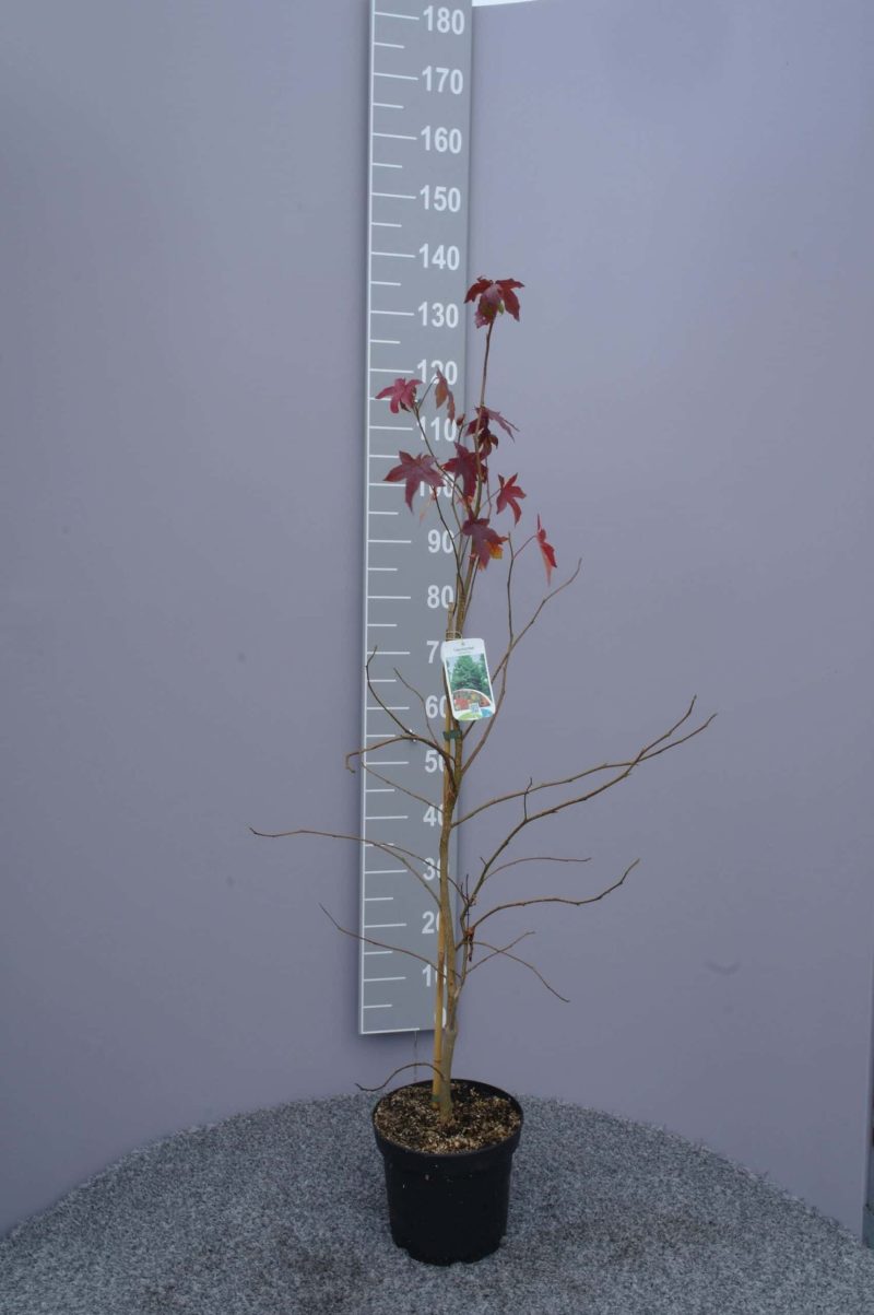 Liquidambar styraciflua