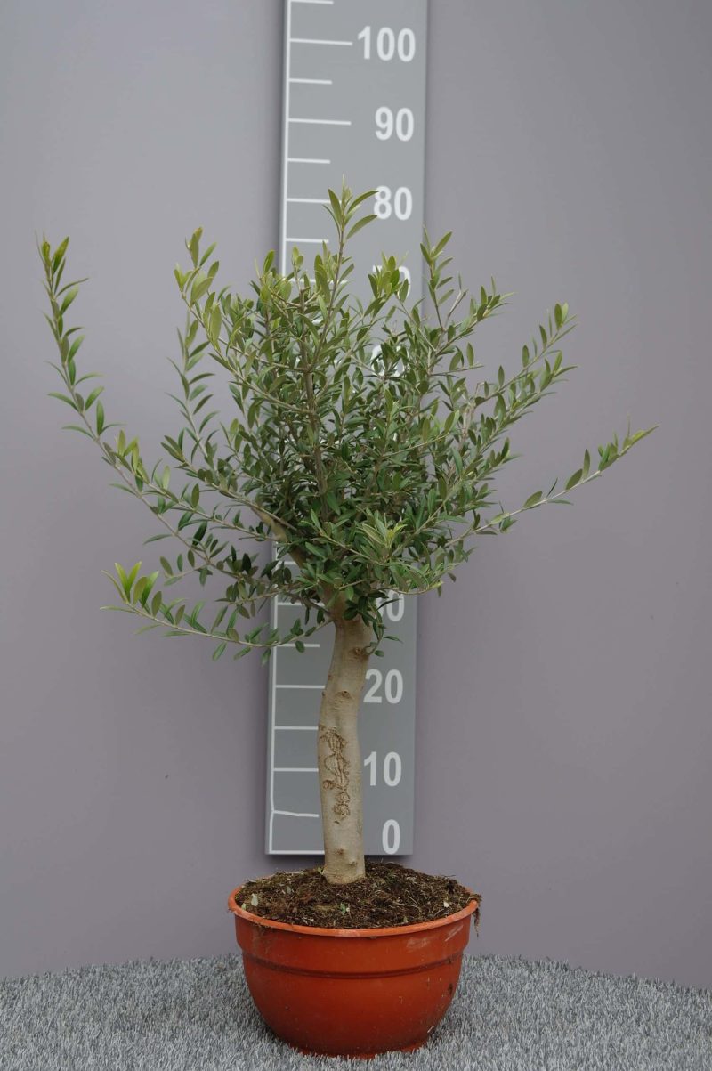 Olijfboom Olea Europea in schaal
